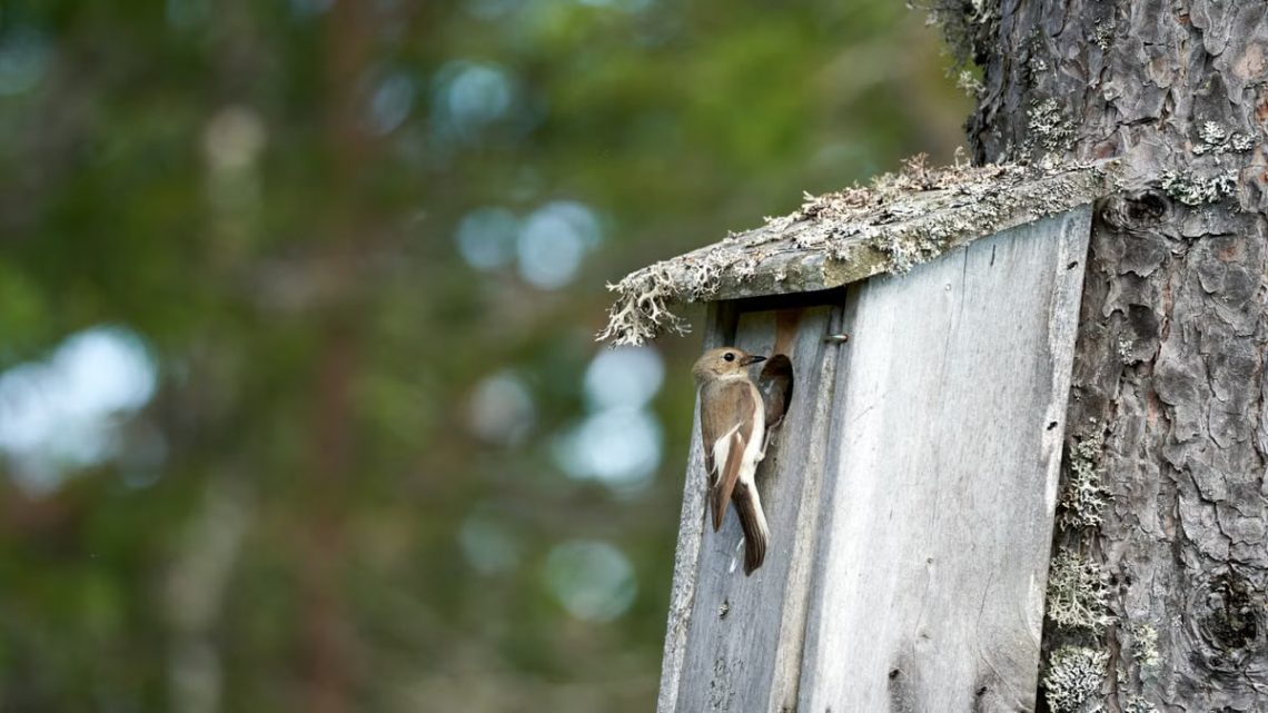 A female pied flycatcher outside a nest box in a Norwegian forest.