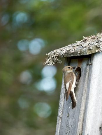 A female pied flycatcher outside a nest box in a Norwegian forest.