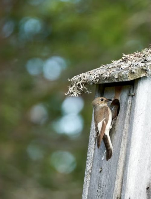 A female pied flycatcher outside a nest box in a Norwegian forest.